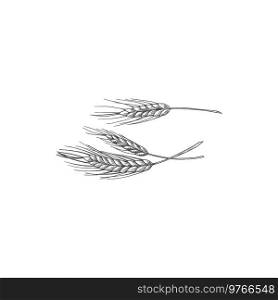 Bread spicas isolated ears of wheat sketch. Vector unripe spikes of rye, bakery symbol. Ears of wheat spikes isolated unripe spica sketch