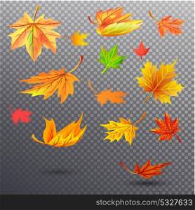 Bright Autumn Fallen Maple Leaves Illustrations. Autumn fallen maple leaves of bright orange, sunny yellow and saturated green colors isolated vector illustrations set on transparent background.