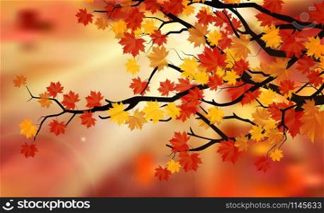 Bright colorful leaves on the branches in the autumn forest