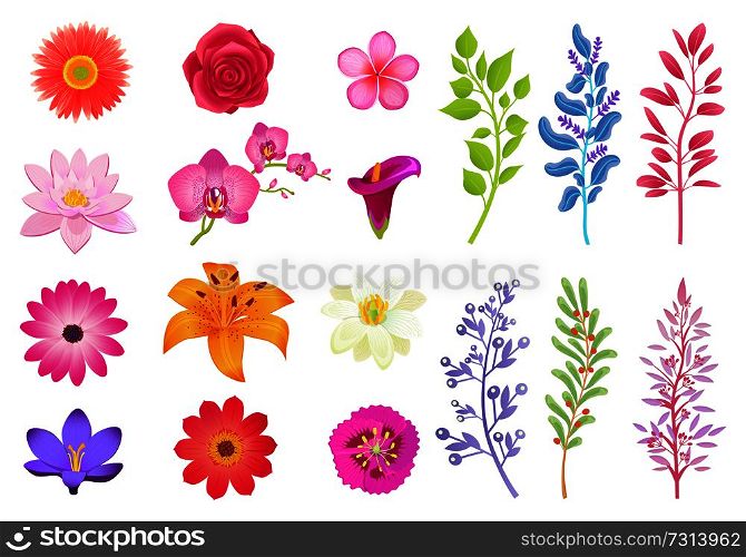 Bright gorgeous flowers and wild useful herbs. Open buds and small wild plants. Branches of herbs and aromatic flowers isolated vector illustrations.. Bright Gorgeous Flowers and Wild Useful Herbs