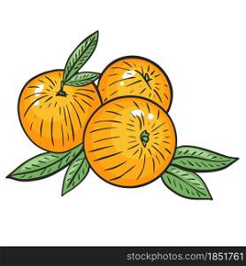 Bright juicy peaches, vector illustration. Colored fruits with leaves. Ecological organic healthy food. Agricultural product. Hand drawing. Bright juicy peaches, vector illustration.