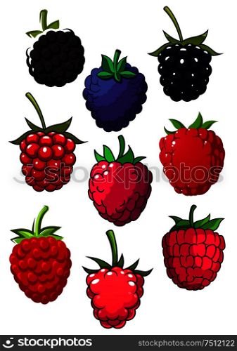 Bright red juicy raspberry and blackberry fruits with green lush stalks for healthy food or agriculture theme. Red raspberry and blackberry fruits