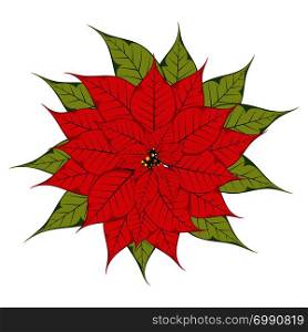 Bright red poinsettia or Christmas star flower isolated on white.