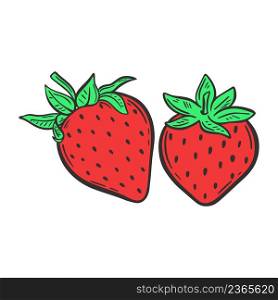 Bright red strawberries isolated vector illustration. Garden juicy berries hand drawn image. Healthy organic food icon. Bright red strawberries isolated vector illustration