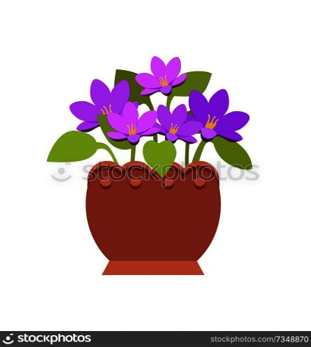 Bright violet in clay pot with thick pretty blossom. Indoor plant with small leaves and vivid blossom. Potted flower isolated vector illustration. Bright Violet in Clay Pot with Pretty Blossom