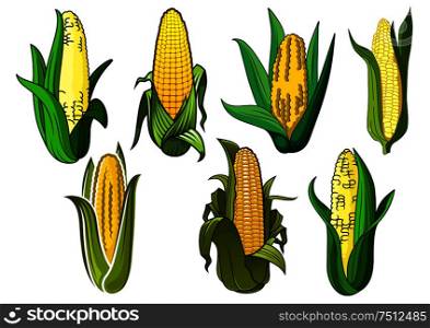 Bright yellow sweet corn or maize vegetable cobs, covered by green leaves, for agriculture or vegetarian food themes. Isolated weet corn cobs vegetables