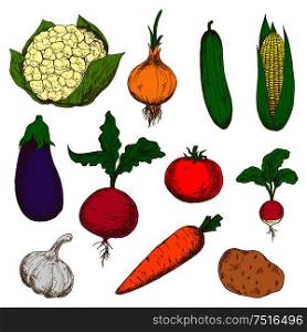 Bright young spring carrot, tomato, radish and onion, cucumber and potato, corn and garlic, eggplant, cauliflower and beet vegetables. Isolated sketches for recipe book or vegetarian menu. Color ripe vegetables sketches set