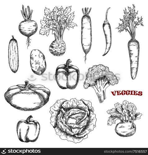 Broccoli and carrot, cabbage and cucumber, hot cayenne and sweet bell peppers, kohlrabi and potato, beet and radish, celery and pattypan squash vegetables sketches. Farming, cooking, agriculture theme. Healthful farm vegetables sketch icons