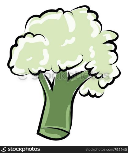 Broccoli drawing, illustration, vector on white background.