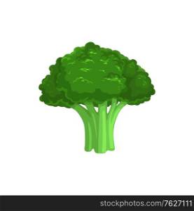 Broccoli edible cabbage isolated vegetarian food. Vector Brassica oleracea, organic raw veggies, uncooked broccolo. flowering head and stalk eaten as vegetable, ripe greens realistic design. Stem of broccoli isolated organic vegetarian food