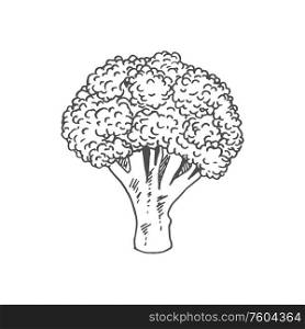 Broccoli isolated monochrome sketch. Vector raw vegetable, vegetarian greens, organic food. Stem of broccoli isolated organic vegetarian food