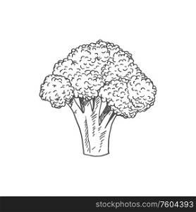 Broccoli isolated monochrome sketch. Vector raw vegetable, vegetarian greens, organic food. Stem of broccoli isolated organic vegetarian food