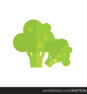 Broccoli vector in flat style design. Vegetable illustration for conceptual banners, icons, app pictogram, infographic, and logotype elements. Isolated on white background. Isolated on white. . Broccoli Vector Illustration in Flat Style Design.