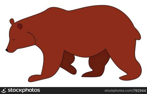 Brown bear, illustration, vector on white background.