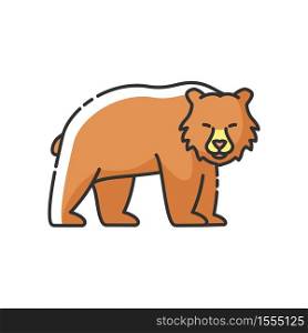 Brown bear RGB color icon. Large carnivore predator, dangerous woodland creature, forest inhabitant. Common nordic fauna. Grizzly bear isolated vector illustration. Brown bear RGB color icon