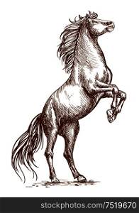 Brown horse rearing on hind hoofs sketch vector portrait. Unbridled mustang stallion stands on its rears. Brown horse rearing on hind hoof sketch portrait