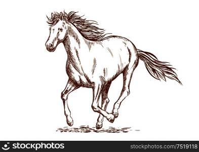 Brown horse sketch of running arabian mare horse. Equestrian sport, horse racing or t-shirt print design. Brown horse sketch of arabian mare