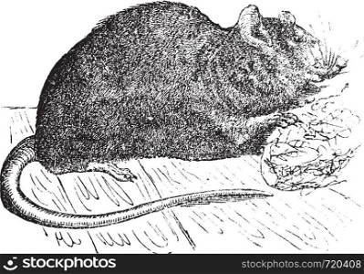 Brown rat (Mus Decumanus) or common rat or sewer rat or Hanover rat or Norway rat or Brown Norway rat or Norwegian rat or wharf rat, vintage engraved illustration.Trousset encyclopedia (1886 - 1891).