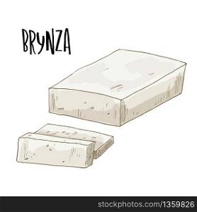 Brynza. Full color cheese illustration, vector hand drawn sketch art.