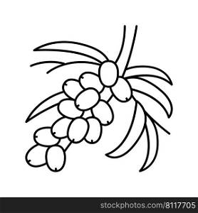 buckthorn berry tree branch line icon vector. buckthorn berry tree branch sign. isolated contour symbol black illustration. buckthorn berry tree branch line icon vector illustration