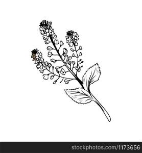 Buckwheat blossom black and white illustration. Blooming cereal, honey plant freehand sketch with calligraphy inscription. Field flower with tiny outlined petals, stem, leaves. Poster design element. Buckwheat flower black ink sketch