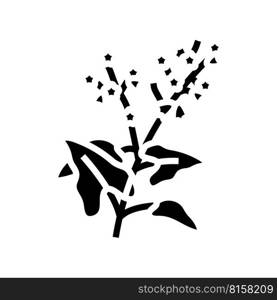 buckwheat plant healthy glyph icon vector. buckwheat plant healthy sign. isolated symbol illustration. buckwheat plant healthy glyph icon vector illustration