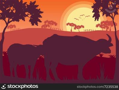Buffalo sunset evening and grassland meadow landscape,vector Illustrator