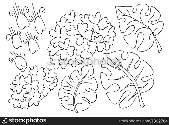 Buldenezh. Monstera. Viburnum flowers and monstera leaves. A set of floral elements for your creativity. Coloring flowers in hand draw style. Floral illustration in hand draw style