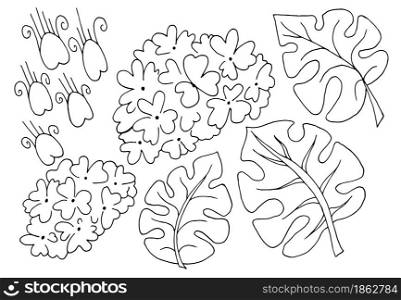 Buldenezh. Monstera. Viburnum flowers and monstera leaves. A set of floral elements for your creativity. Coloring flowers in hand draw style. Floral illustration in hand draw style