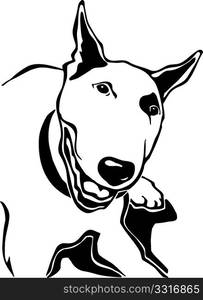 Bull Terrier 02