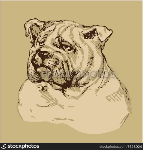 Bulldog head - hand drawn illustration -sketch in vintage style