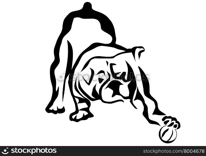 bulldog playing. dog isolated on white background