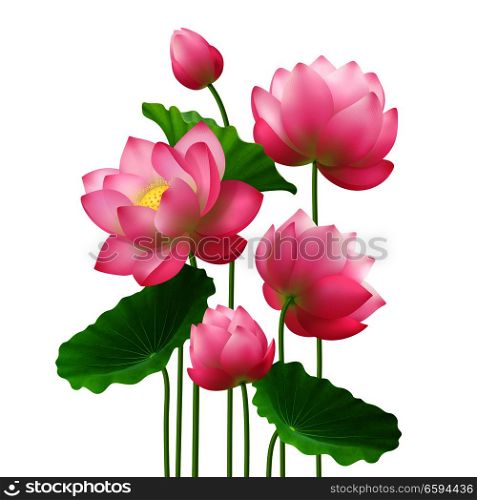 Bunch of beautiful lotus flowers with leaves close up isolated image on white background realistic vector illustration . Realistic Bunch Lotus Flowers