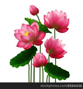 Bunch of beautiful lotus flowers with leaves close up isolated image on white background realistic vector illustration . Realistic Bunch Lotus Flowers