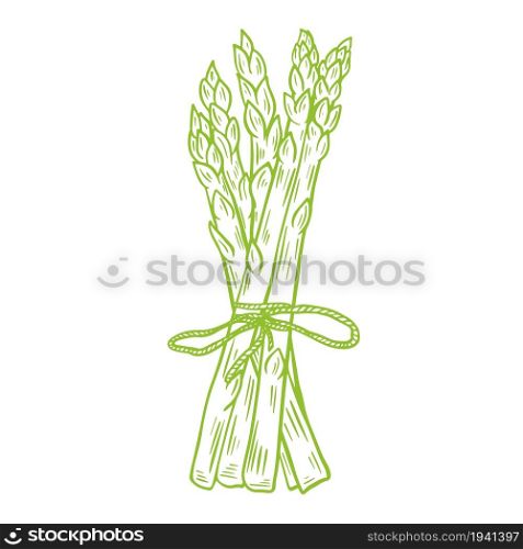 Bunch of fresh asparagus drawn sketch, vector illustration. Green organic wholesome grown food. Healthy lifestyle product. Engraving, vintage. Isolated object.. Bunch of fresh asparagus drawn sketch, vector illustration.