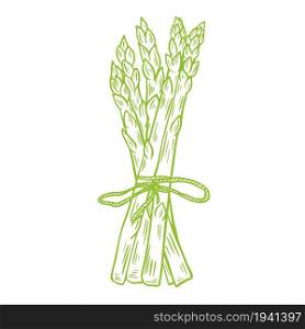 Bunch of fresh asparagus drawn sketch, vector illustration. Green organic wholesome grown food. Healthy lifestyle product. Engraving, vintage. Isolated object.. Bunch of fresh asparagus drawn sketch, vector illustration.