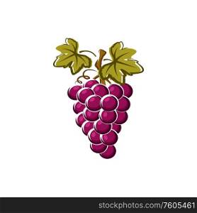 Bunch of grapery berries isolated. Vector cluster of grape with leaves, purple summer fruit. Grapes bundle isolated cluster fruits and leaves