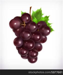 Bunch of grapes, vector illustration