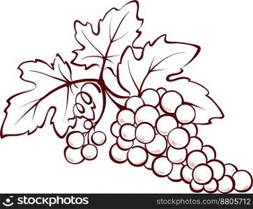 Bunch of grapes vector image