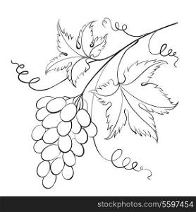 Bunch of grapevine. Vector illustration.