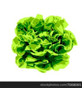 Bunch of lettuce greens vegetable greenery kale for salad on a white background isolated vector illustration