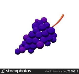 Bunch of purple grape vector illustration isolated on white background. Ripe blue wine fruit with tasty berries, healthy organic dessert, yummy snack. Bunch of Purple Grape Vector Illustration Isolated