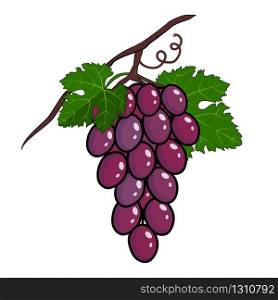 Bunch of purple grapes with stem and leaf isolated on white background, wine grapes. Fresh fruit icon flat cartoon style vector illustration