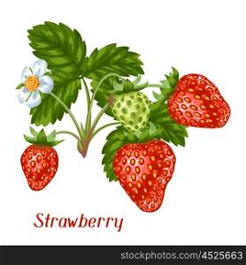 Bunch of red strawberries. Decorative berries and leaves. Bunch of red strawberries. Decorative berries and leaves.