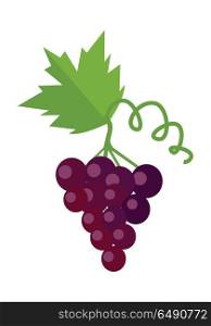 Bunch of Red Wine Grape. Bunch of red wine grape with green leaves. Fresh fruit. Vineyard grape icon. Red grape icon. Wine grape icon. Isolated object in flat design on white background. Vector illustration.