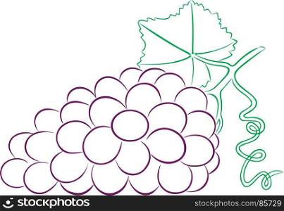 bunch of ripe grapes isolated on white background.