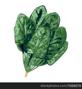 Bunch of spinach greenery isolated on a white background vector illustration