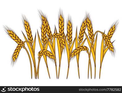 Bunch of wheat. Agricultural image with natural golden ears of barley or rye.. Bunch of wheat. Agricultural image with natural ears of barley or rye.