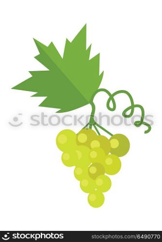 Bunch of White Wine Grape. Bunch of white wine grape with green leaves. Fresh fruit. Vineyard grape icon. White grapes icon. Wine grape icon. Isolated object in flat design on white background. Vector illustration.
