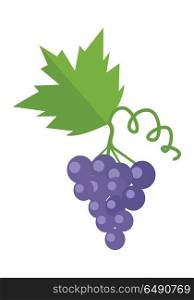 Bunch or Cluster of Red Grapes. Blue Grape. Bunch or cluster of red grapes. Blue grapes with a leaf. Red vine. Fruit for preparation check elite vintage strong wine. Grapery racemation. Part of series of viniculture production items. Vector
